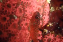 ラフレシア再び🌹