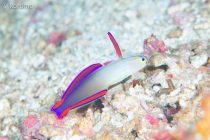 お客様と調査ダイビング✌️