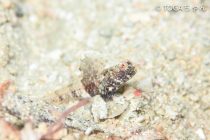 ゴミザンスに次いで。。。