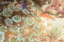 マッサージもいいね〜