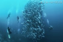 贅沢すぎるバリカサグ島！