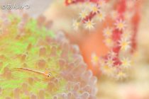 まったりタリマ✨✨