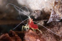 スカシモエビ⭐️