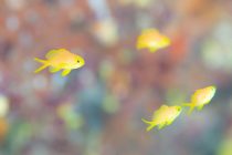 調査ダイビング＆ボートチェック！