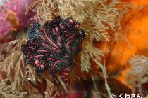 ワクチン未接種でも入国しやすくなりました！