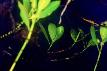 マングローブダイビング🌱