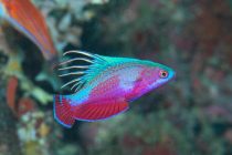 たっぷり4ダイブ🎶