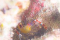 久々の視察ダイブ〜