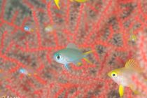 毎日元気に潜ってます✌️