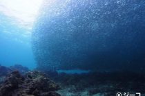 クリスマスプレゼント！？