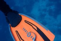 小判鮫がペタっ🐟