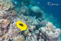 玉ねぎが手に入らない🧅