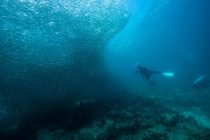 お腹いっぱい🐟