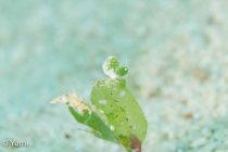 マクロ、ワイド、サンセット🎶