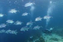 GTと燕魚とジーコさん。