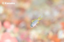 旧正月だからこそ🎶