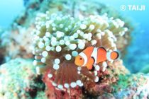 コロ先生です。笑