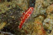 マクロダイビング続きまーす✌️