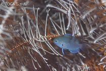 暴れる味噌汁😳