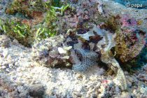 久々のガマアンコウ！