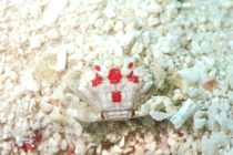 アンパンマン😳