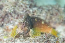 星のような⭐️