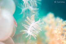 心揺さぶられる🌸