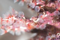 3月も宜しくお願いします🌸