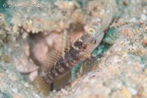 次から次へと🎶