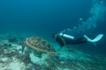 ワイドなダイビング✌️