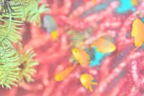 可愛いだけじゃない♪