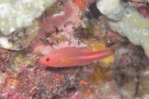 メニーラインドバスレッド