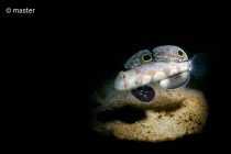 スヌートの日✨✨