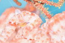 あんみつスペシャル💖