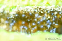 貴族のレンズで💙