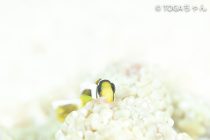 魚の表情が可愛い💖