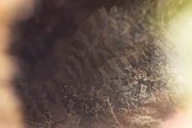 ガマアンコウの子供