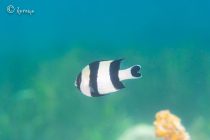 幸せを呼ぶ魚🍀