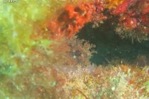 反則級の可愛さ！