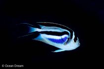 フカミヤッコ！