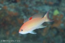 濃厚なGWダイビングでした🍫