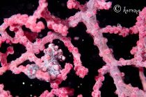 久々のピグミーシーホース💖