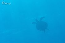 こんな所にカメ🐢