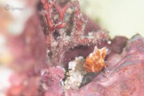 カエルアンコウモドキ⭐️