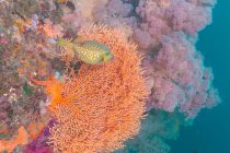 大瀬崎ボートダイビング🌸