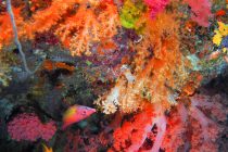 ジーコさんステキPHOTO🎶