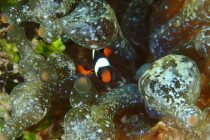 まったりダイビング♪