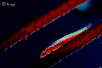 レインボーゴビー🌈