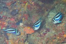 最近の調査にて🎶