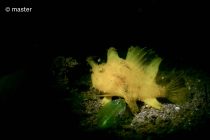 大瀬に来てます🗻